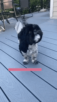 Happy Puppy GIF by Jake