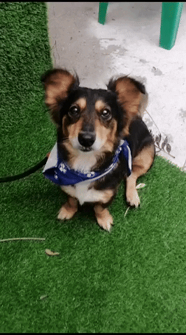 SPCA giphyupload GIF