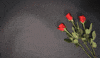 Digital art gif. In red-glowing text, "Happy Anniversary" rolls on screen next to three red roses as star-shaped confetti rains down.