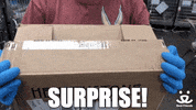 bestfriends funny cat cute surprise GIF