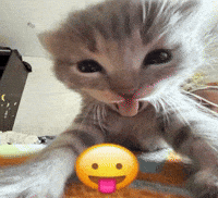 Kitty Cute Cat GIF