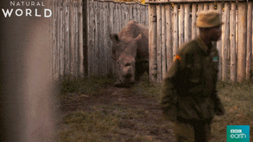 rhino rhinoceros GIF by BBC Earth