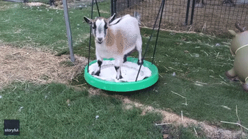 Giddy Goats Playing With Swings Give Owner the Giggles