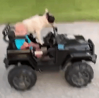 They See Me Rollin': Toddler and Dog Cruise Around