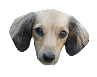 dachshund doxie Sticker by beangoods