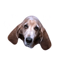 Charlie Dog Sticker