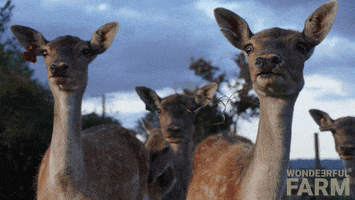 Wasnt Me Oh No GIF by Wondeerful farm