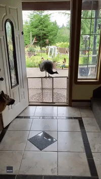 Let Me Show You to Your Bowl: Dog Shares Food With Peahen