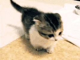baby animals kitten GIF