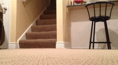 lizard GIF by Cheezburger