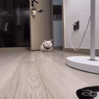Cat Step GIF by Respective