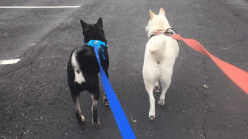 shiba inu walk GIF by KeepUpWithJaz