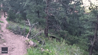 Bears Stroll Across Popular Hiking Trail in Boulder, Colorado