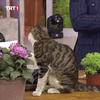 Where Are You What GIF by TRT