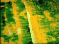hand painted film GIF by Charles Pieper