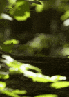 eastern chipmunk GIF by Head Like an Orange