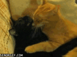 cat snuggling GIF by Cheezburger