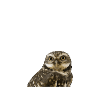 Burrowing Owl Sticker by Valley Zoo Development Society
