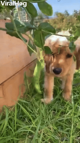 Puppy Raiding the Garden