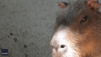 Capybara Calmly Swats Away Flies With Adorable Ear Wiggles at Bolivian Wildlife Refuge