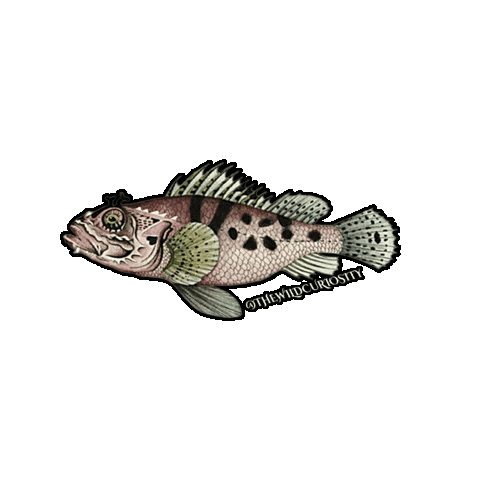 Marine Biology Illustration Sticker by The Wild Curiosity