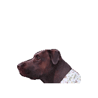 Chocolate Lab Skipper Sticker by Geekster Pets
