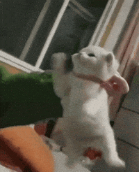 samforsamurai cat stupid GIF