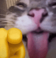 Cat Reaction GIF