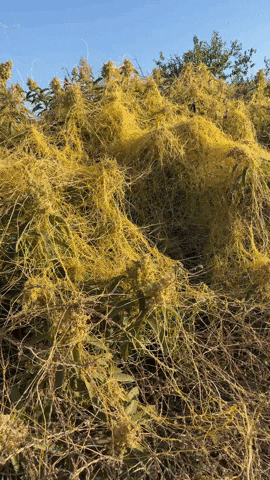 Jacobmargolis giphyupload GIF