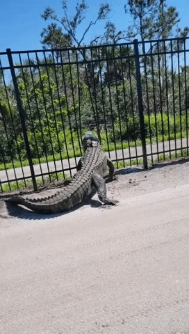Giant Alligator Bends Metal Fence