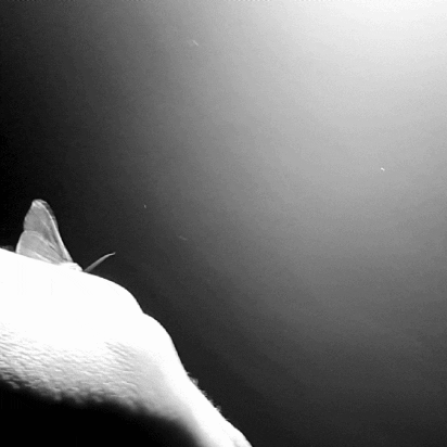 pixelkiller giphygifmaker giphygifmakermobile moth tori GIF