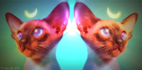 Siamese Cat GIF by TJ Fuller