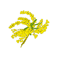 Mimosa Yellow Flower Sticker