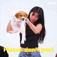 Girl Group Dog GIF by BuzzFeed