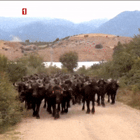 Water Cow GIF by TRT