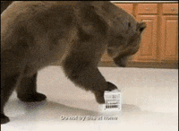 bear GIF