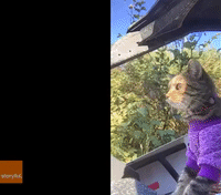 Cat Riding an ATV Is Cooler Than You