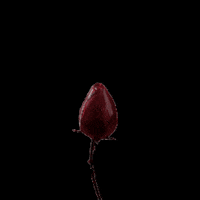 Güller GIF by Kanal D