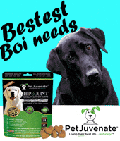 PetJuvenate petjuvenate henlo hooman fren love rescue dogs treatos and woofer for pupper GIF