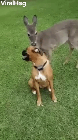 Deer Bounces and Frolics With Boxer Buddies