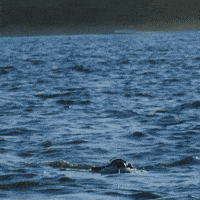 Air Jaws: Ultimate Breach Off