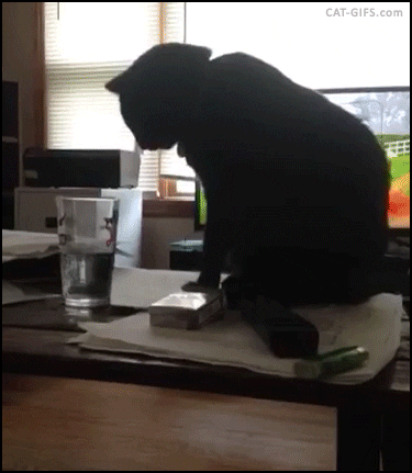kitten GIF
