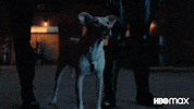 Barking Good Boy GIF by HBO Max
