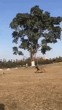 dog wow GIF by JustViral.Net