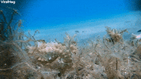 Seahorse Searches for Food