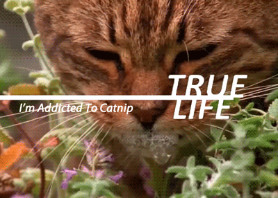 True Life Cat GIF