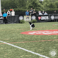Winning Streak GIF by American Kennel Club