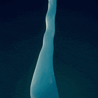 loop 3d GIF by Darkpulse