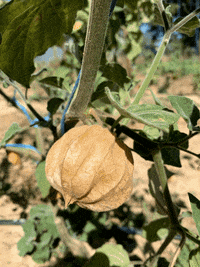 EqualFood physalis equalfood makeallfoodcount GIF