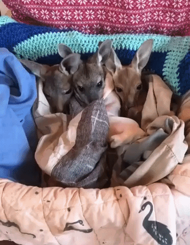 Australian Kangaroo Sanctuary Takes in Trio of Rescued Joeys